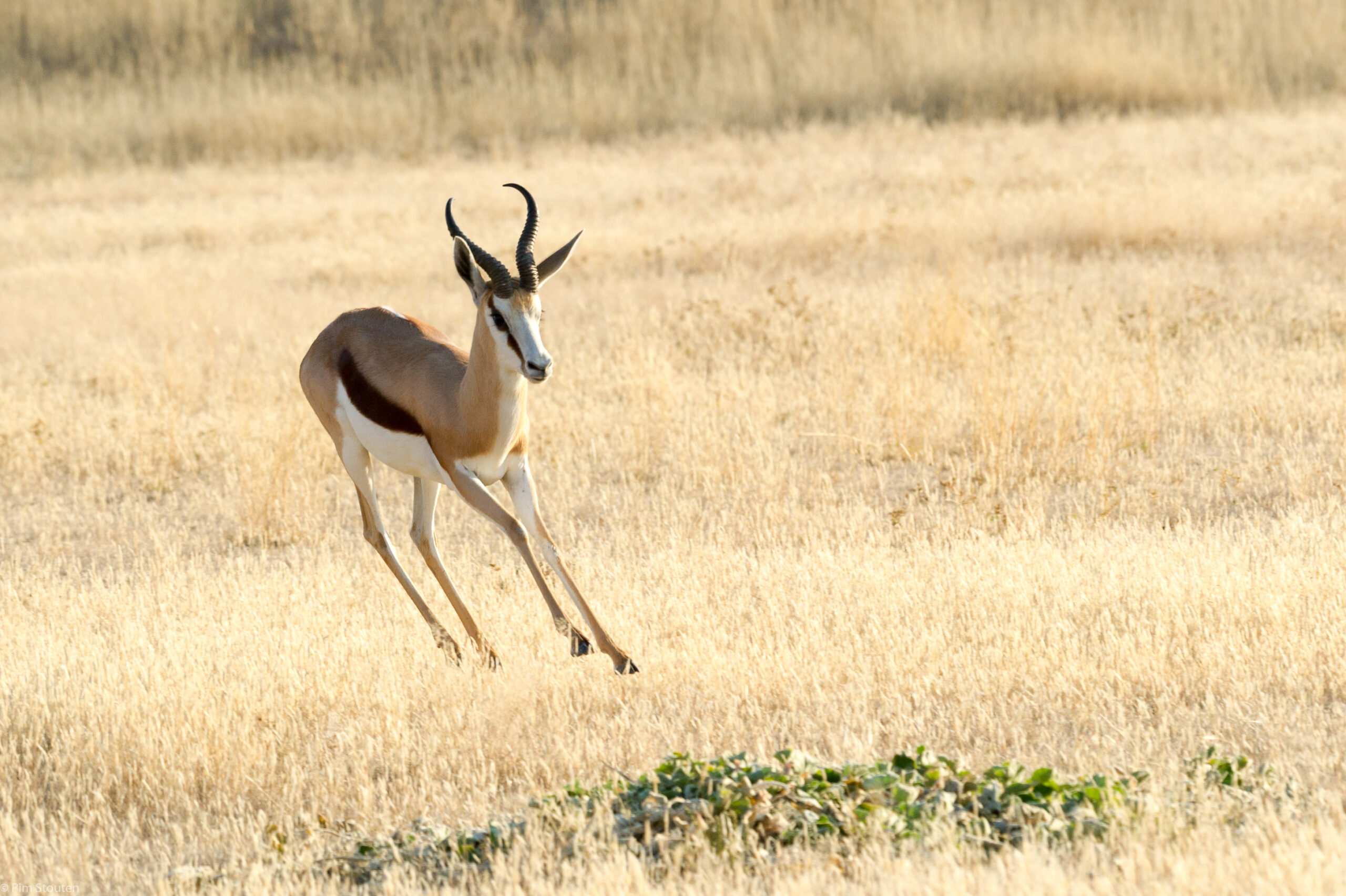 Springbok with all four legs off the ground